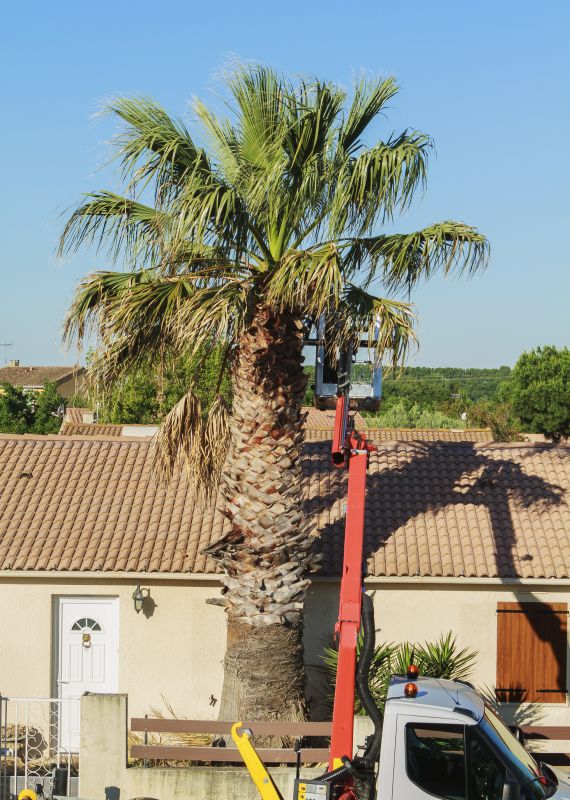 Contact About Palm Tree Trimming