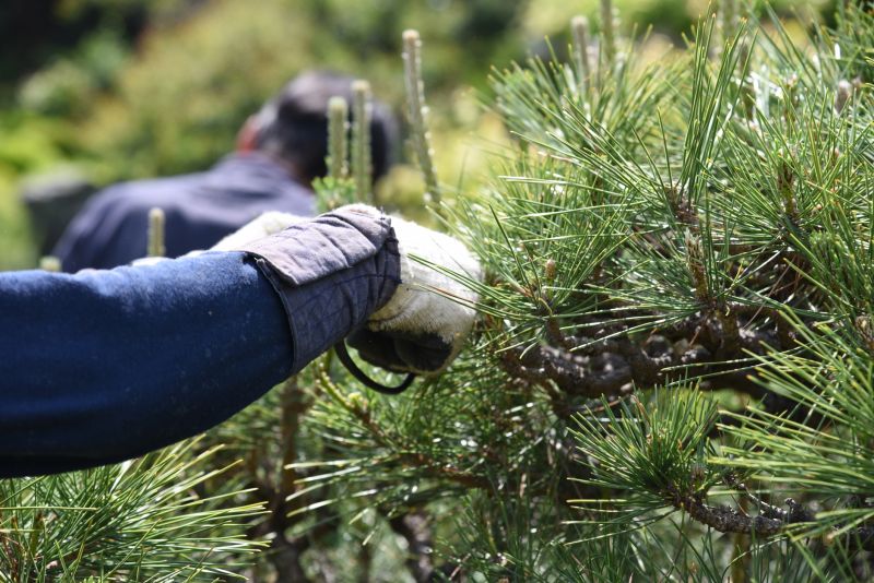 Branches Pruning in Pottstown, PA