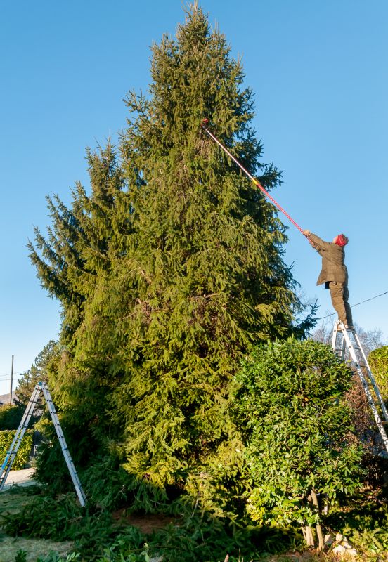 Emergency Tree Trimming in Allentown, PA