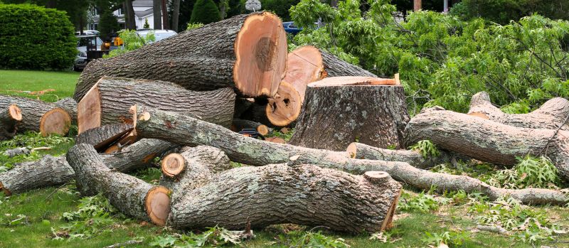 Mimosa Tree Removal in Bucks County, PA