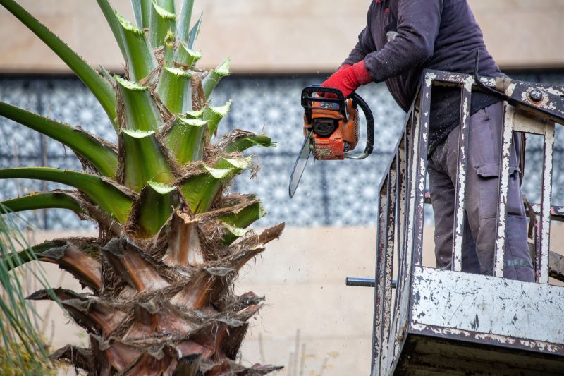 Pruning Mature Palm Trees