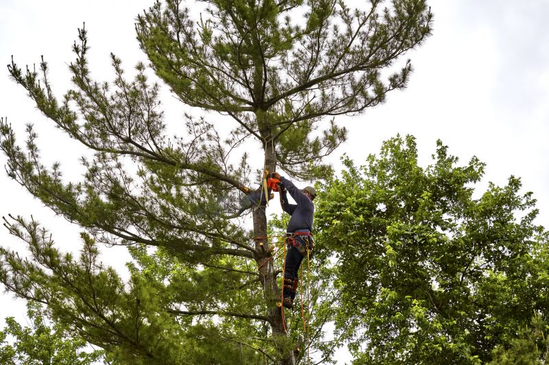 Expert Tree Trimming