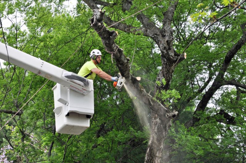 Large Tree Maintenance