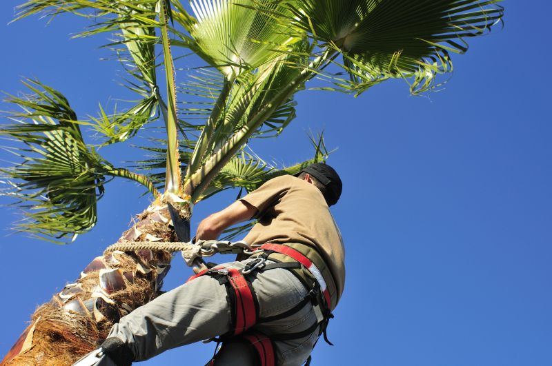 Inspection of palm health