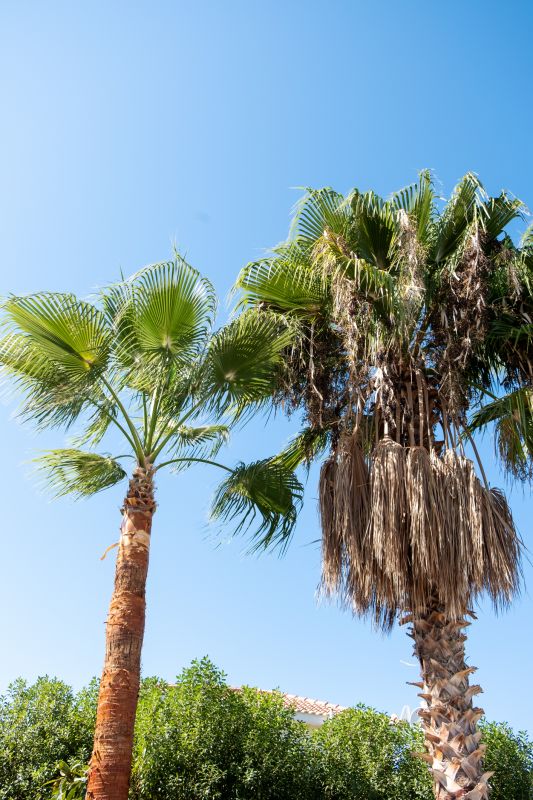 Palm trees in early spring